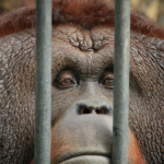 Rethinking Zoos: From Cages to Conservation Corridors