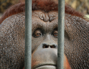 Read more about the article Rethinking Zoos: From Cages to Conservation Corridors