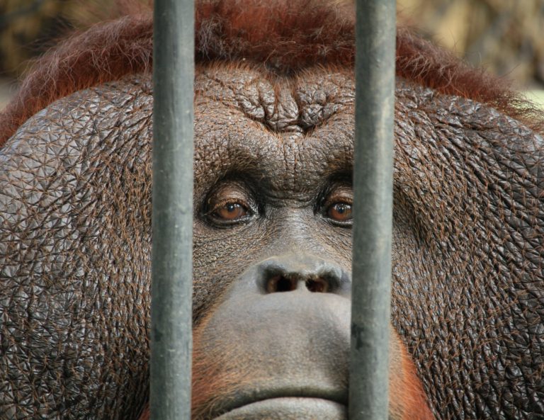 Unhappy primate in zoo