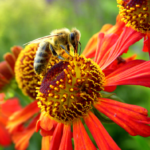 Pollinator Power: Tiny Allies, Big Impact