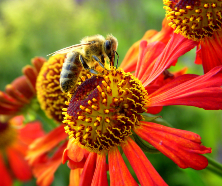 Pollinator Power: Tiny Allies, Big Impact